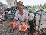 河南瓜农遭遇卖瓜难 一车西瓜仅卖40元